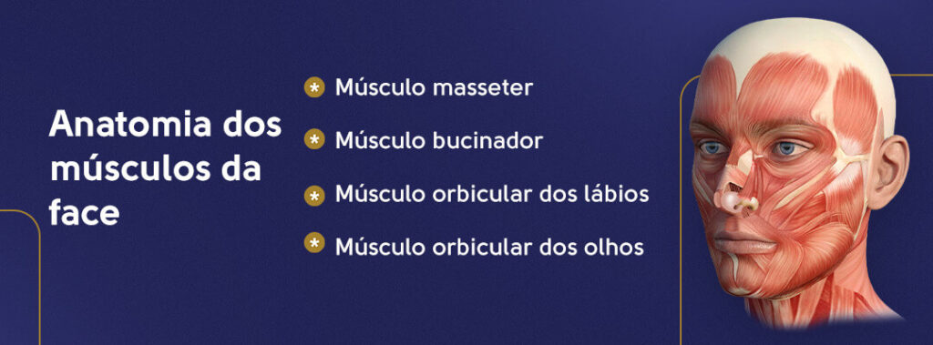 Anatomia dos músculos da face: músculo masseter, músculo bucinador, músculo orbicular dos lábios e músculo orbicular dos olhos