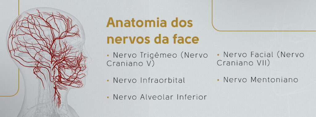 Anatomia dos nervos da face: nervo trigêmeo (nervo craniano V), nervo infraorbital, nervo alveolar inferior, nervo facial (nervo craniano VII) e nervo mentoniano.