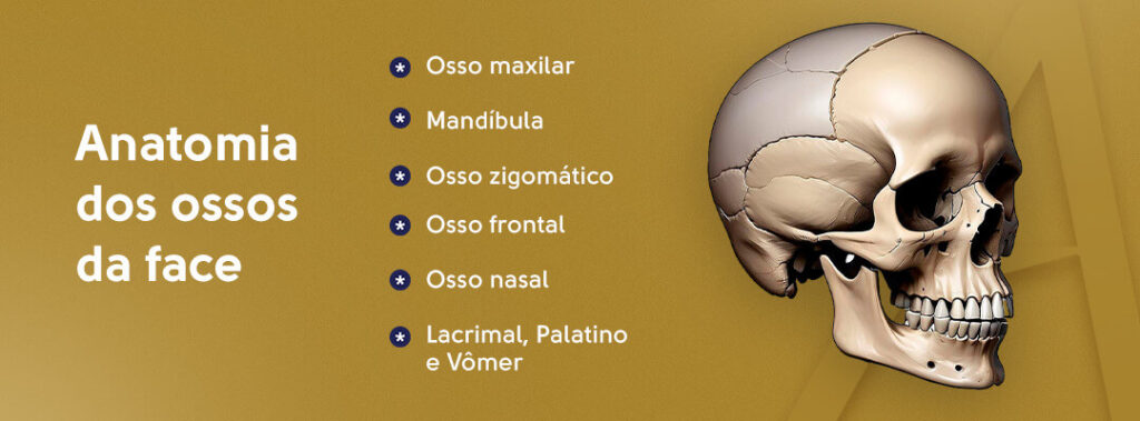 Anatomia dos ossos da face: osso maxilar, mandíbula, osso zigomático, osso frontal, osso nasal, lacrimal, palatino e vômer.