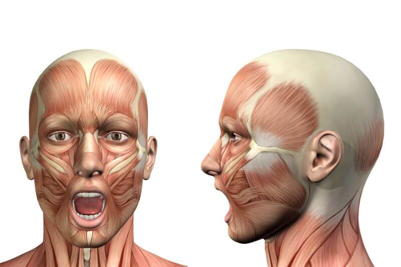 Ilustrações da anatomia da face de frente e de perfil