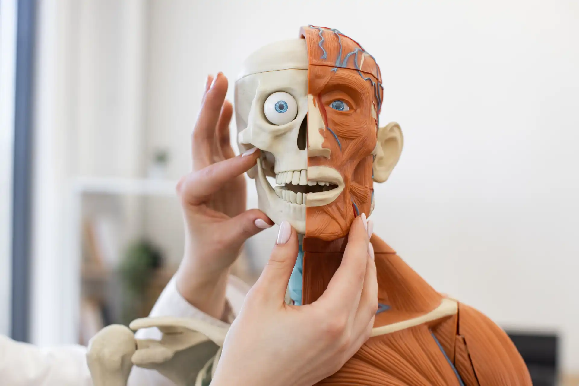 Modelo anatômico de um corpo humano, mostrando a estrutura óssea e muscular da cabeça e pescoço, com partes removidas para exposição detalhada.